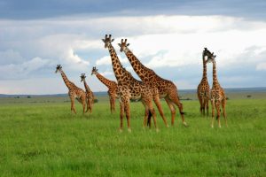 Kenia prohíbe la publicidad de juegos de apuestas en redes sociales
